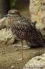 Burhinus capensis - Spotted Thick-knee
