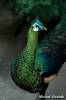 Pavo muticus - páv zelený
