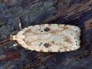 Agonopterix arenella - Brindled Flat-body