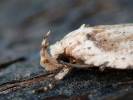 Agonopterix arenella - Brindled Flat-body