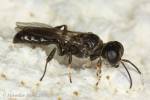Crossocerus annulipes