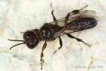 Crossocerus annulipes