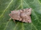 Orthosia incerta - jarnice březnová