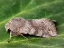 Orthosia incerta - jarnice březnová