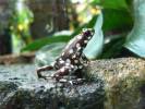 Excidobates mysteriosus - Marañón Poison Frog
