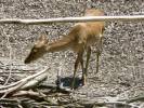 Rucervus eldii thamin - Burmese Brow-antlered Deer