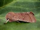 Orthosia cerasi - jarnice lipová
