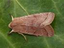 Orthosia cerasi - jarnice lipová