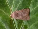 Orthosia cerasi - jarnice lipová