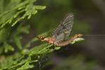 Ephemera glaucops