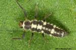Propylea quatuordecimpunctata - slunéčko čtrnáctitečné