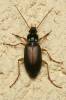 Dolichus halensis