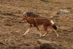 Canis simensis