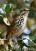 Cichladusa guttata - Spotted Palm Thrush