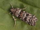Dioryctria abietella - zavíječ smrkový