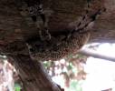 Coptops leucosticticus leucosticticus