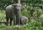 Elephas maximus indicus - slon indický