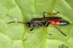 Stenichneumon culpator