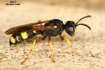Cerceris rybyensis - uzlatka obecná