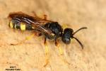 Cerceris rybyensis - uzlatka obecná