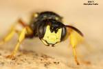 Cerceris rybyensis - uzlatka obecná