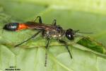 Ammophila sabulosa - kutilka písečná