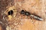 Passaloecus corniger