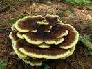 Phaeolus schweinitzii - Dyer's Mazegill