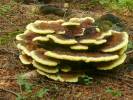 Phaeolus schweinitzii - Dyer's Mazegill