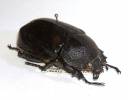 Chalcosoma chiron