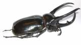 Chalcosoma chiron belangeri