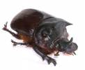 Heliocopris bucephalus