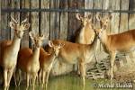 Rucervus eldii thamin - Burmese Brow-antlered Deer
