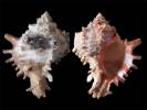 Hexaplex duplex