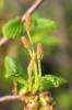 Alnus rugosa - olše svraskalá