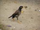 Acridotheres tristis - majna obecná