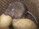 Mus musculus - myš domácí