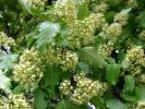 Acer ginnala - javor ginnala