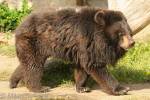Ursus thibetanus - medvěd ušatý