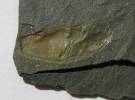 Caryocaris wrighti