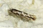 Phyllonorycter issikii - klíněnka lipová