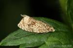 Syricoris lacunana - obaleč jahodníkový
