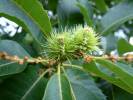 Castanea sativa - kaštanovník jedlý