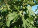 Ficus carica - fíkovník smokvoň