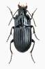 Abax ovalis