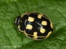 Propylea quatuordecimpunctata var. pannonica