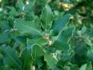 Quercus ilex - dub cesmínovitý