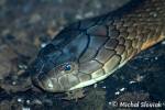 Ophiophagus hannah - kobra královská