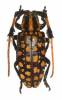 Aristobia approximator