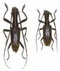 Gnoma longicollis